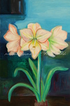 Amaryllis